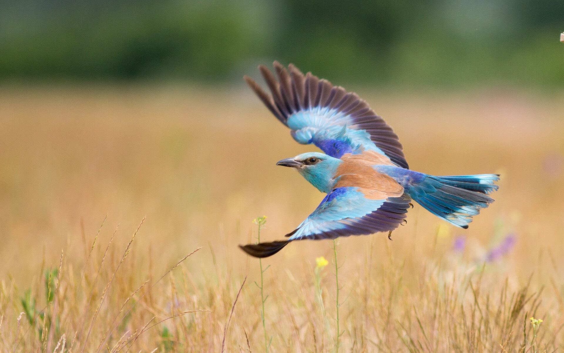 德甲争冠战之夜,蒂亚戈的压制级艺术