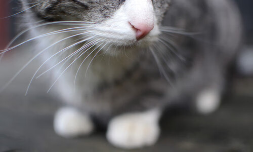 基耶萨爆发引领战术革命,阿尔及利亚元素如何粉碎摩洛哥式传控