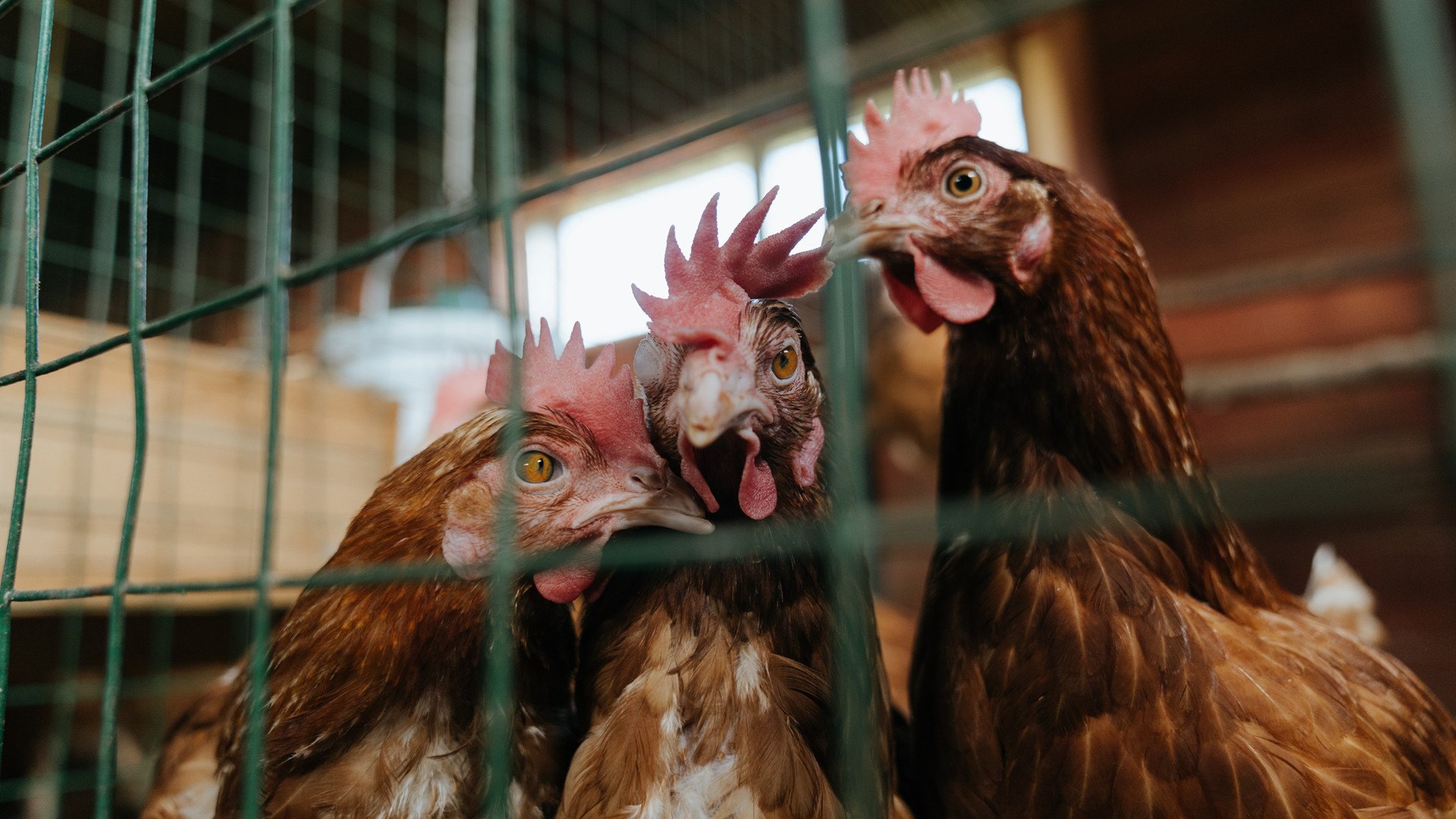 小贾伦奥运前哨战接管关键局,广厦体系踏平老鹰显统治力