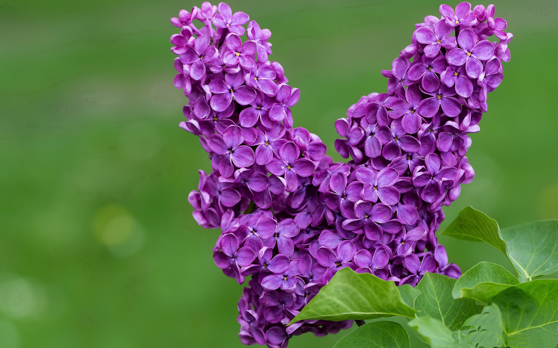 苏亚雷斯一锤定音,尤文强行终结西班牙不败神话