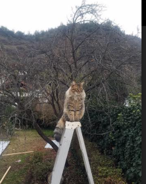 从威斯特法伦到世界之巅,戈麦斯的2026宣言—多特式胜利如何锻造新一代王者